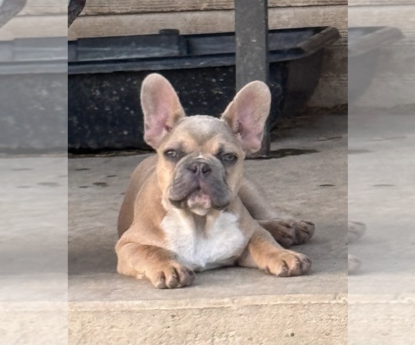 Medium Photo #5 French Bulldog Puppy For Sale in TEMPLE, TX, USA