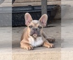 Small #4 French Bulldog
