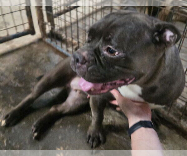 Medium Photo #1 Free-Lance Bulldog Puppy For Sale in Jackson, MS, USA