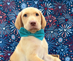 Puppy Dale Labrador Retriever