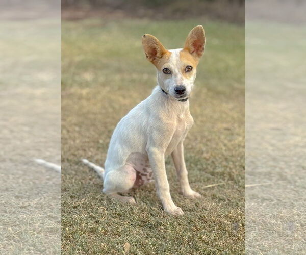 Medium Photo #3 Jack Russell Terrier-Unknown Mix Puppy For Sale in PIPE CREEK, TX, USA