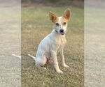 Small #2 Jack Russell Terrier Mix