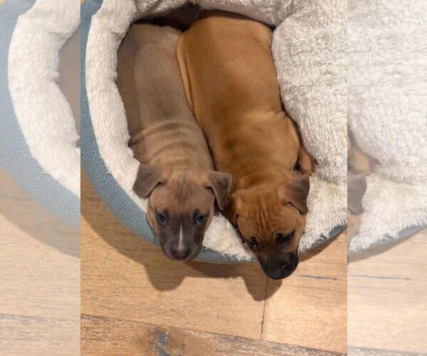 Medium Photo #4 Mutt Puppy For Sale in Philadelphia, PA, USA