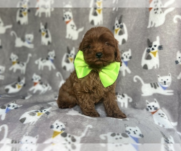 Medium Photo #2 Cavapoo Puppy For Sale in LAKELAND, FL, USA