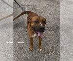 Small #6 Rhodesian Ridgeback Mix