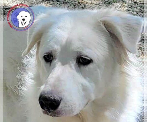 Medium Photo #2 Great Pyrenees Puppy For Sale in Spring, TX, USA