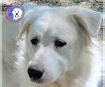 Small #1 Great Pyrenees