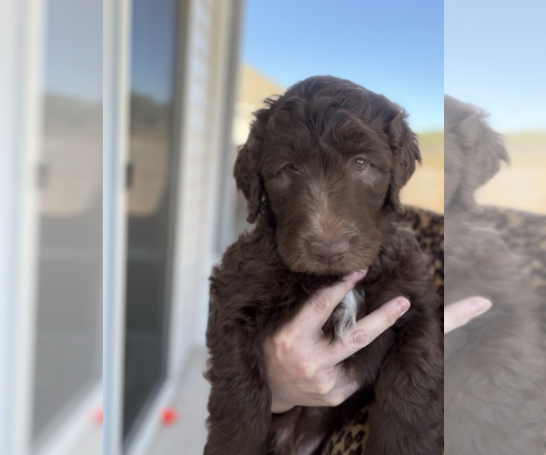 Medium Photo #9 Labradoodle Puppy For Sale in HUGER, SC, USA