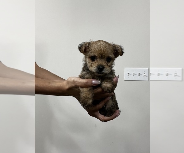 Medium Photo #1 Yorkipoo Puppy For Sale in ORLANDO, FL, USA
