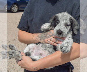 Colton - Male Mutt Dog for Adoption - Photo #5