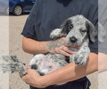 Small #4 Mutt