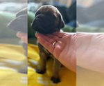 Puppy 9 Doubull-Mastiff