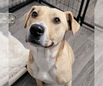 Small #22 American Pit Bull Terrier Mix