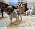 Small #7 Mutt