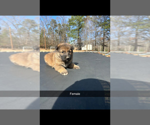 German Shepherd Dog Puppy for sale in SPARTANBURG, SC, USA