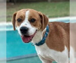 Medium Beagle Mix