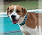 Small Beagle Mix
