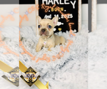 Small #11 French Bulldog
