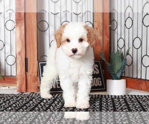 Cavapoo Puppy for sale in NAPLES, FL, USA