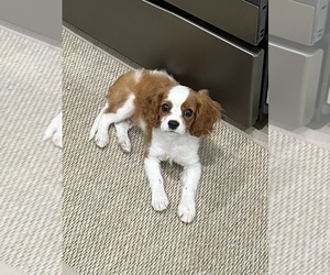 Cavalier King Charles Spaniel Puppy for sale in DAPHNE, AL, USA