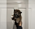 Small Photo #9 Shiba Inu Puppy For Sale in CHINO, CA, USA