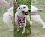Small #3 Great Pyrenees Mix