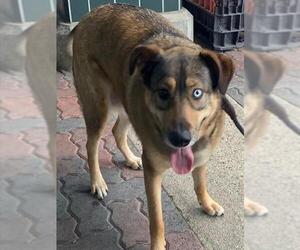 German Shepherd Dog-Siberian Husky Mix Dogs for adoption in Rancho Cucamonga, CA, USA