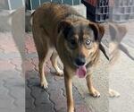 Small German Shepherd Dog-Siberian Husky Mix