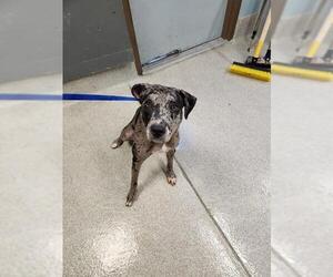 Labradoodle Dogs for adoption in Tallahassee, FL, USA