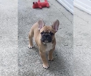 Faux Frenchbo Bulldog Puppy for sale in HOODSPORT, WA, USA