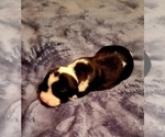 Small Photo #48 American Bulldog Puppy For Sale in MARYVILLE, MO, USA
