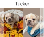 Puppy Tucker French Bulldog