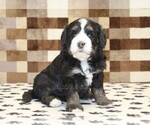Small #2 Bernedoodle (Miniature)