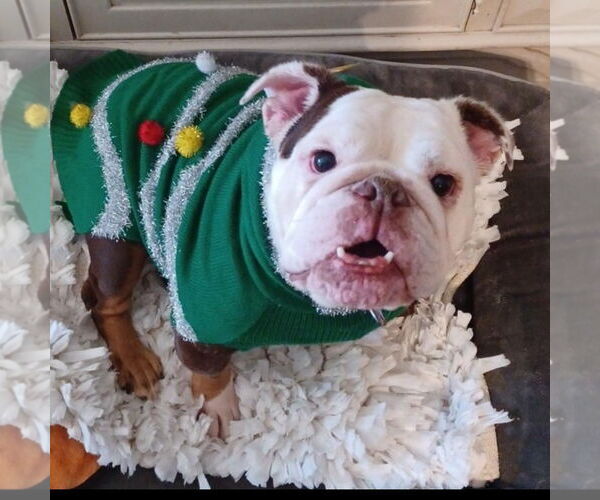 Medium Photo #1 Bulldog Puppy For Sale in Hayward, CA, USA