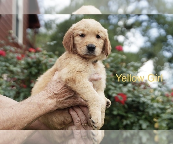 Medium Photo #5 Golden Retriever Puppy For Sale in ROUND ROCK, TX, USA