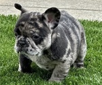 Small Photo #2 French Bulldog Puppy For Sale in FORT WAYNE, IN, USA