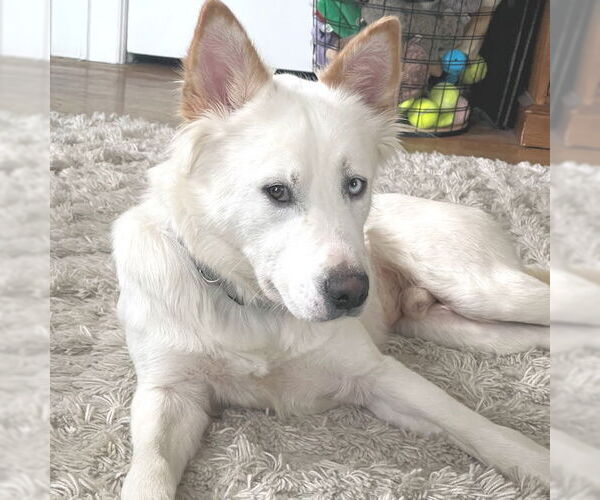 Medium Photo #3 Siberian Husky-Unknown Mix Puppy For Sale in Omaha, NE, USA