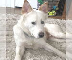 Small #2 Siberian Husky Mix