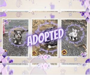 French Bulldog Puppy for sale in ATHENS, GA, USA