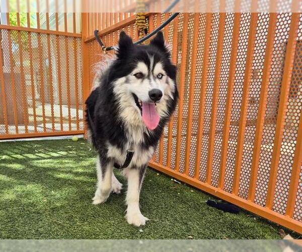 Medium Photo #2 Huskies -Unknown Mix Puppy For Sale in Las Vegas, NV, USA