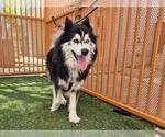 Small #1 Huskies  Mix
