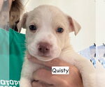 Small #1 American Staffordshire Terrier Mix