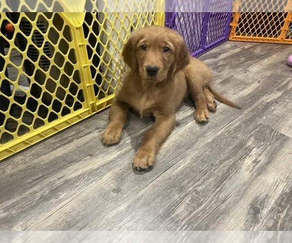 Medium Photo #4 Golden Retriever Puppy For Sale in ORIENT, OH, USA