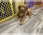 Small Photo #4 Golden Retriever Puppy For Sale in ORIENT, OH, USA