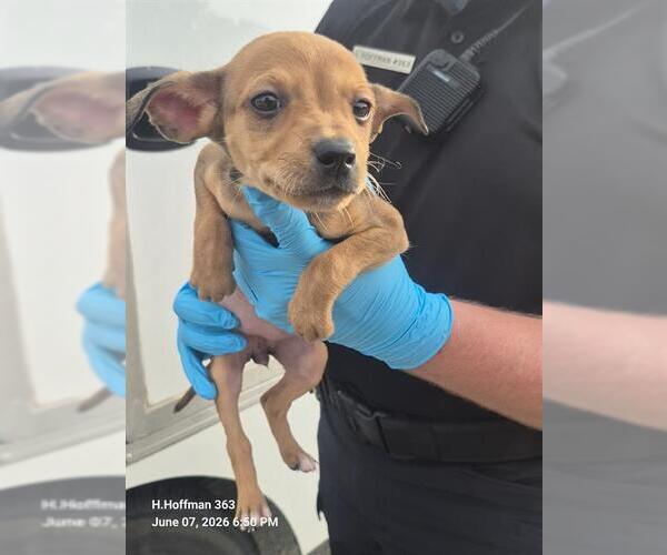 Medium Photo #1 Chihuahua-Unknown Mix Puppy For Sale in San Antonio, TX, USA
