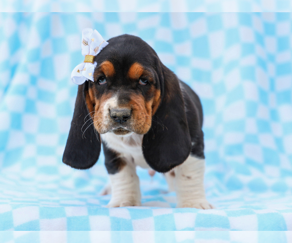 Medium Photo #4 Basset Hound Puppy For Sale in LIBERTY, KY, USA