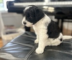 Puppy Sundae Miniature Bernedoodle