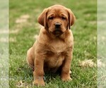 Small Labrador Retriever
