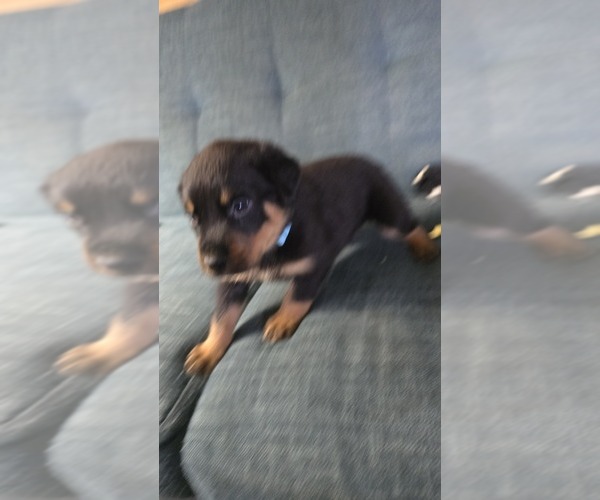 Medium Photo #12 Rottweiler Puppy For Sale in BRADFORD, NY, USA