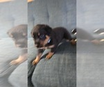 Small #11 Rottweiler